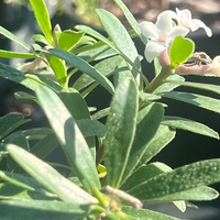 Daphne x transatlantica 'Eternal Fragrance'